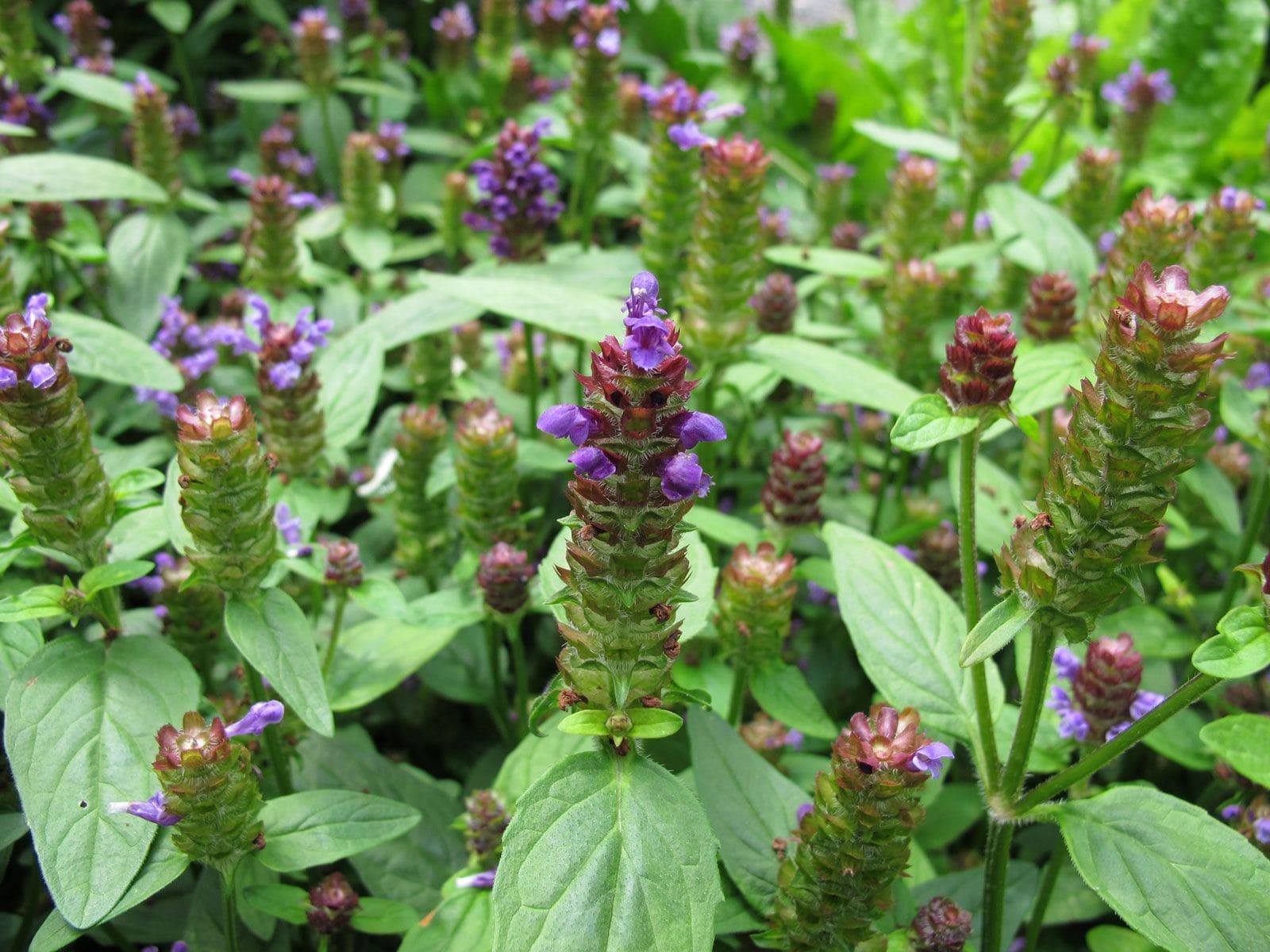 Self-Heal (Prunella vulgaris)