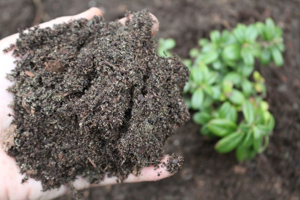 Soil Preparation for Lingonberries