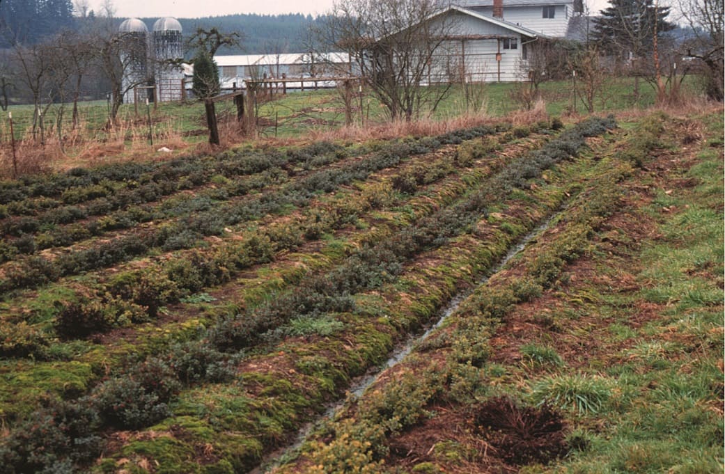 Spacing for Lingonberries