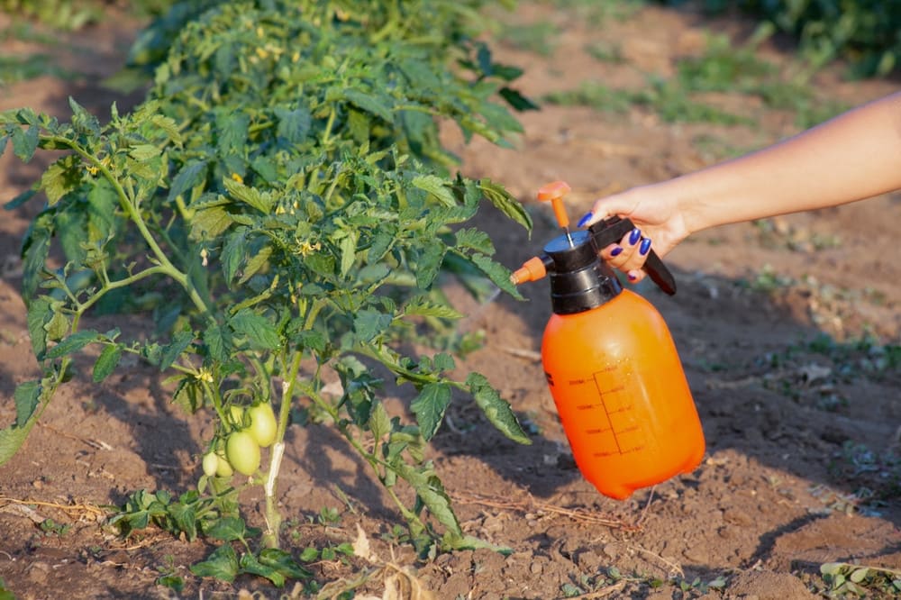 Spraying diatomaceous earth