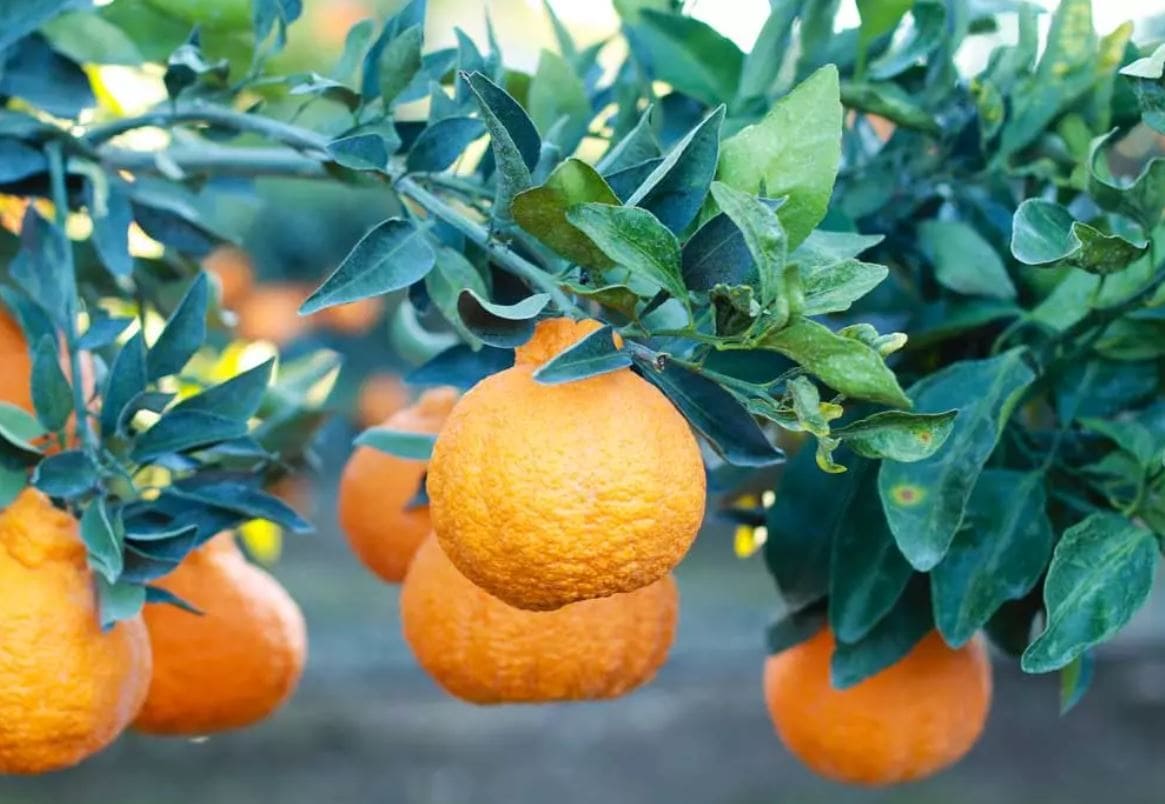 Sumo Citrus