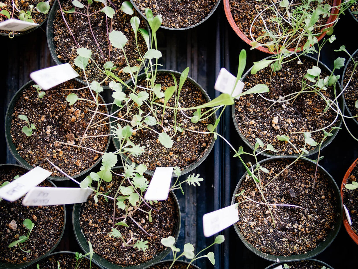 Tall, spindly seedlings