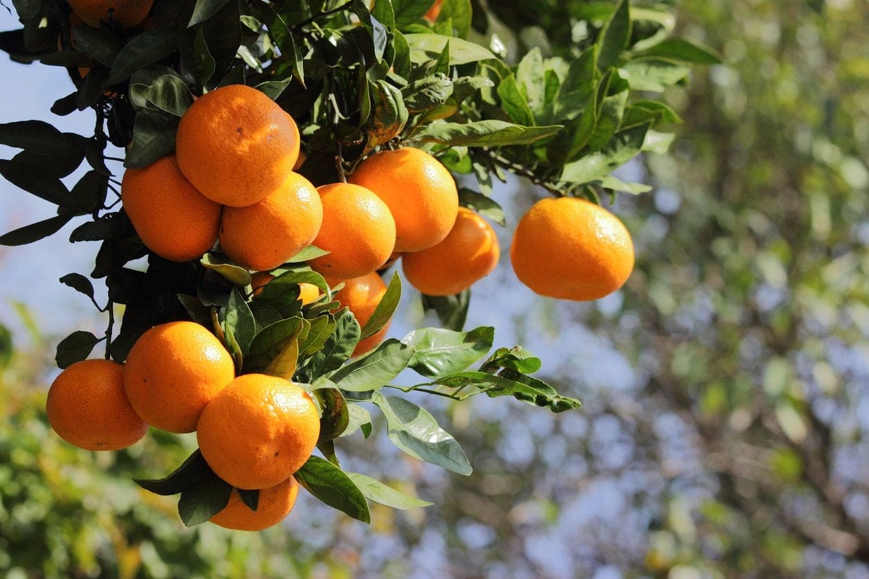 Tangerines
