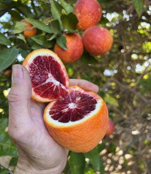 Tarocco Blood Orange