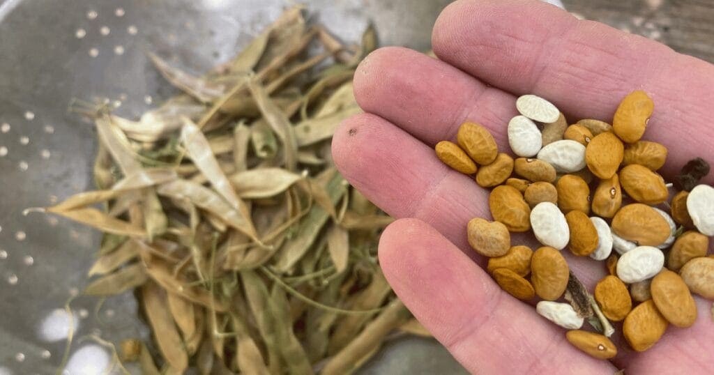 Tepary beans