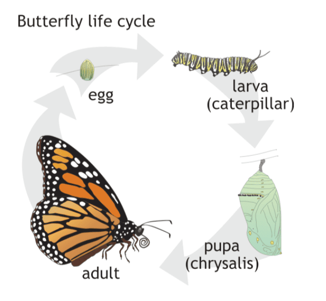 The Caterpillar Life Cycle