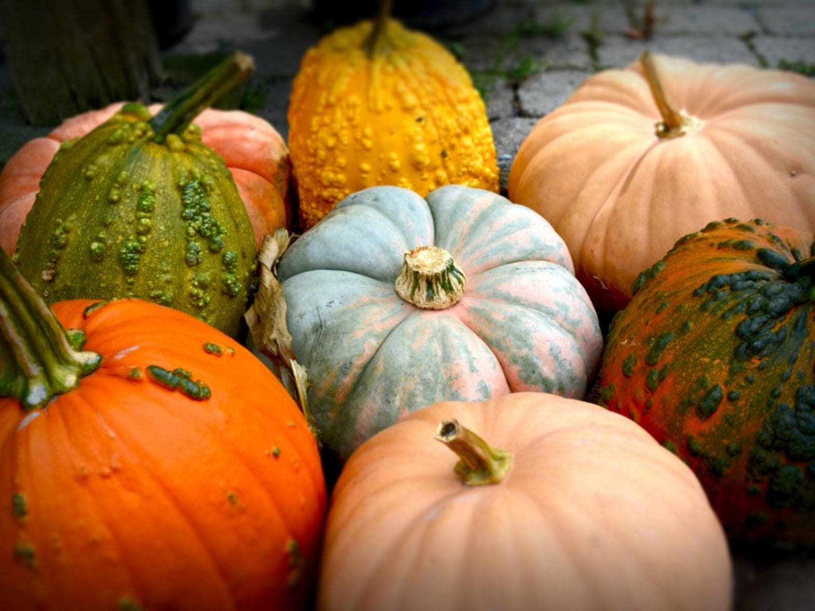 The Cucurbitaceae family