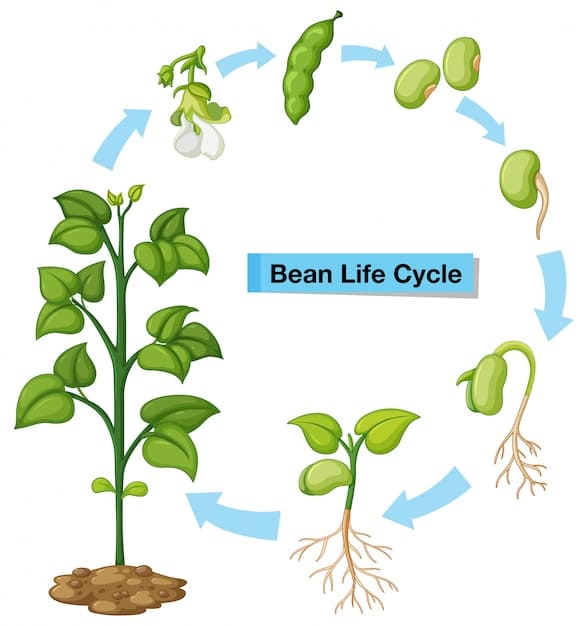 The bean lifecycle