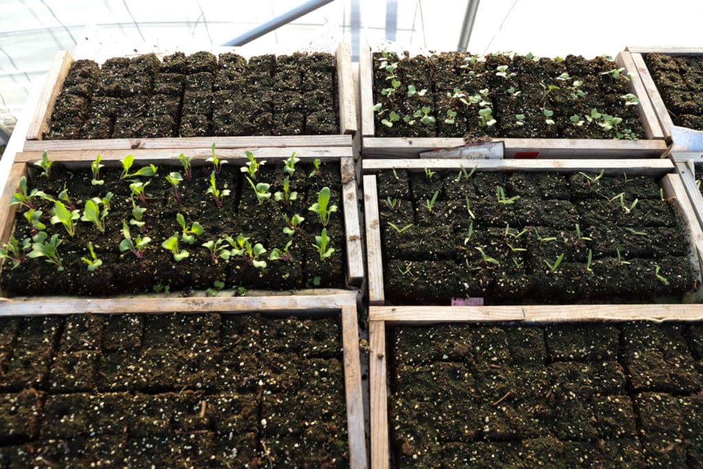 Traditional Soil Germination