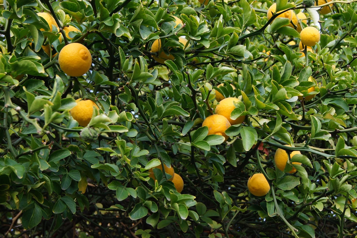 Trifoliate oranges