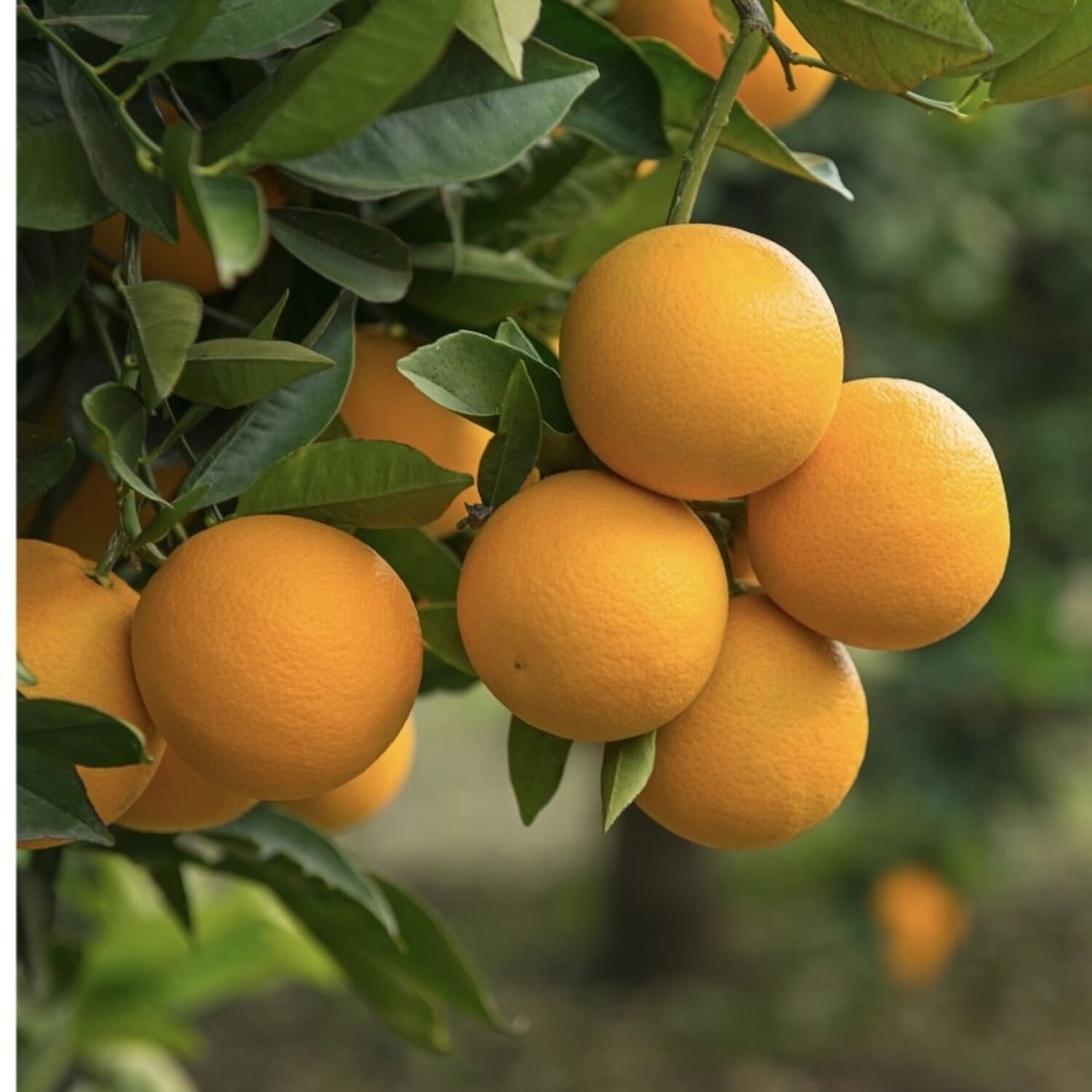Trovita oranges