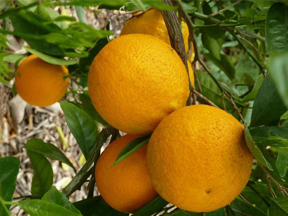 Valencia Oranges