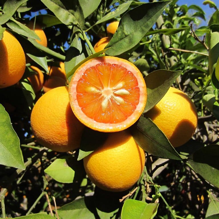 Vaniglia Sanguigno oranges