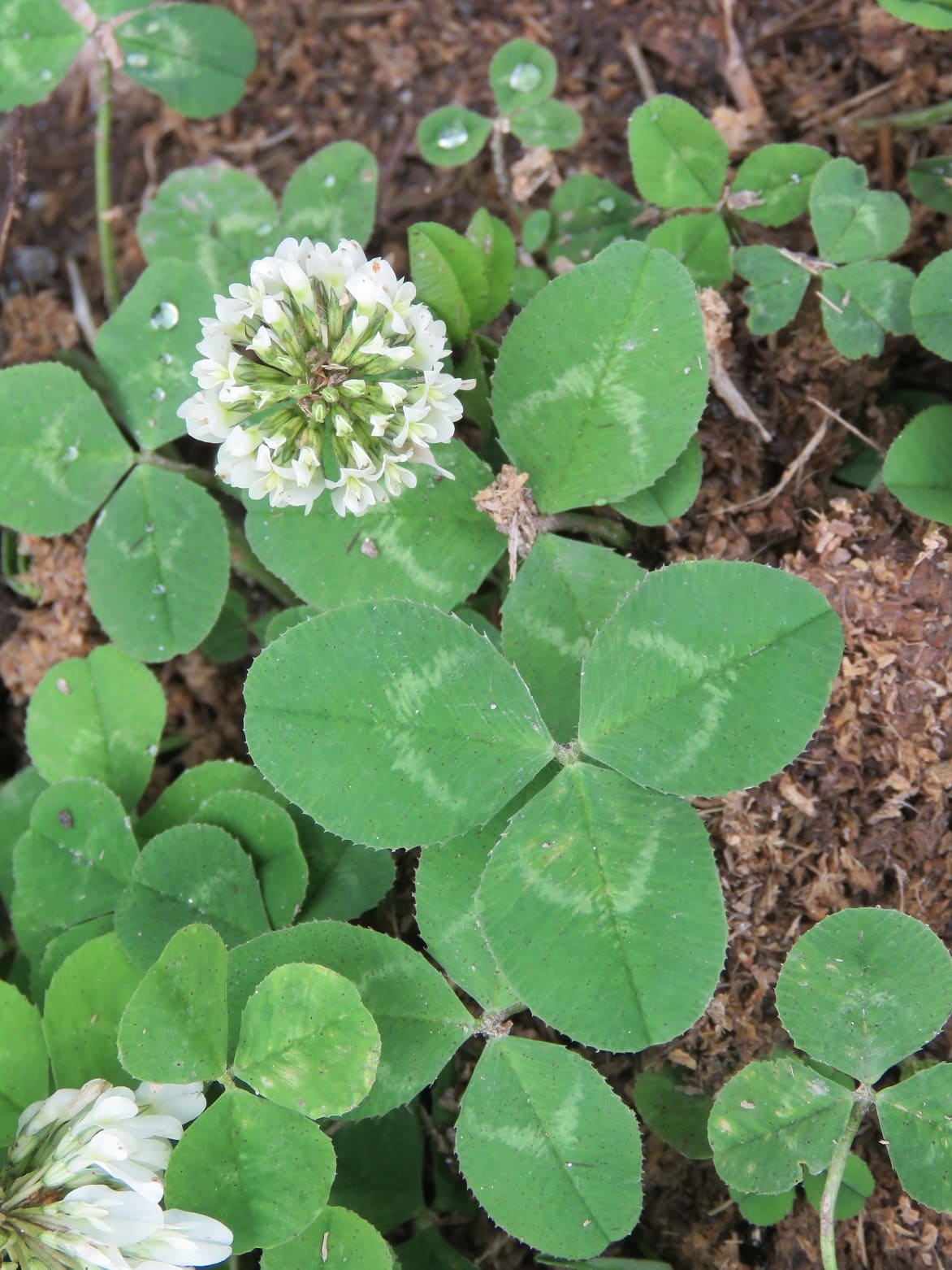 White Clover (Trifolium repens)
