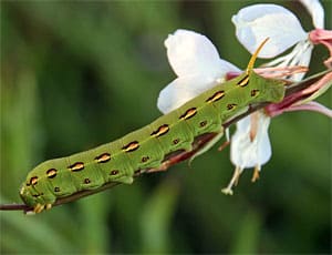 White-lined Sphinx Moth Caterpillar