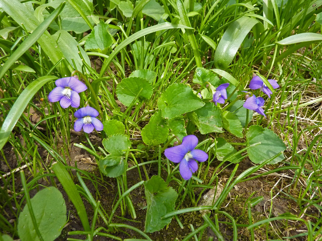Wild Violet (Viola sororia)