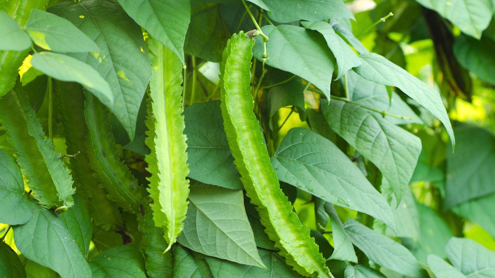 Winged beans