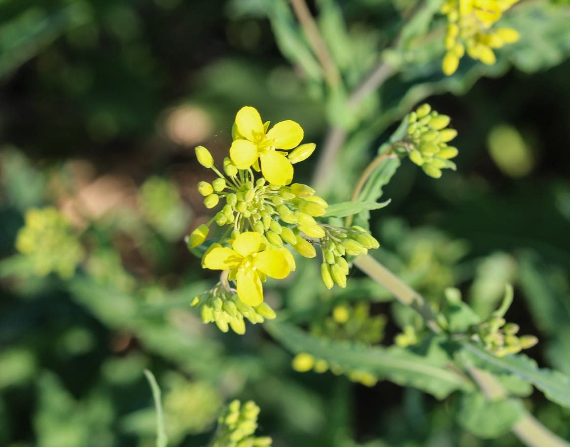 Winter Cress