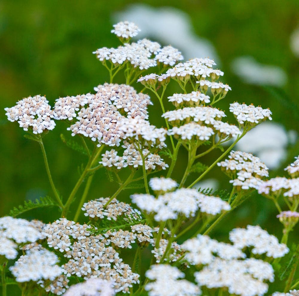 Yarrow (Achillea millefolium)