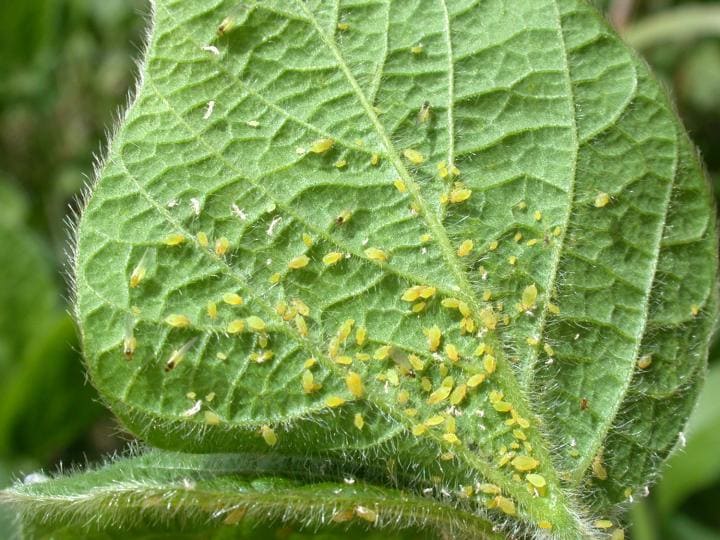 aphids