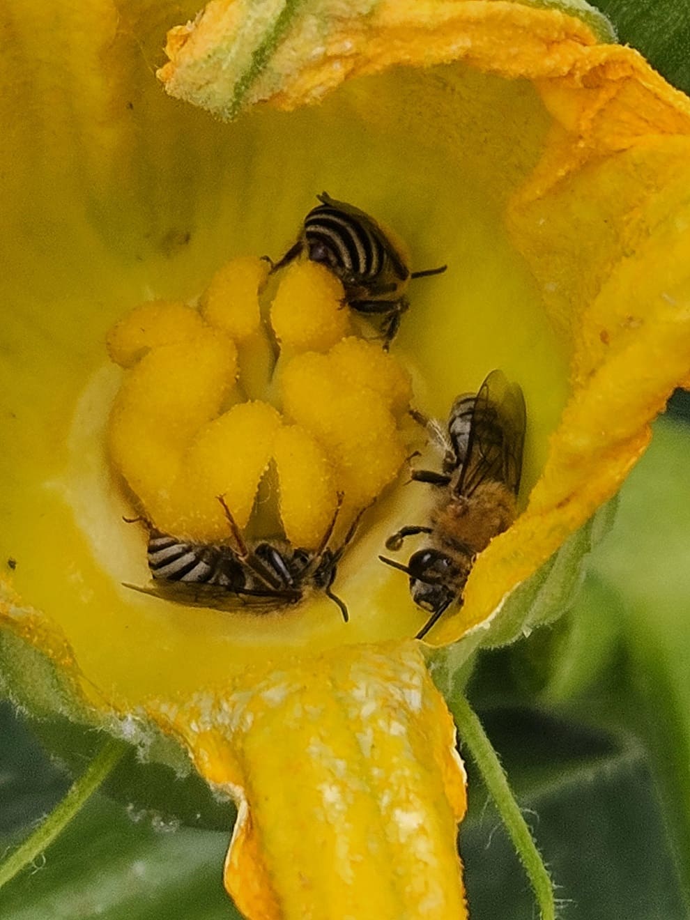 bees visit pumpkin flowers