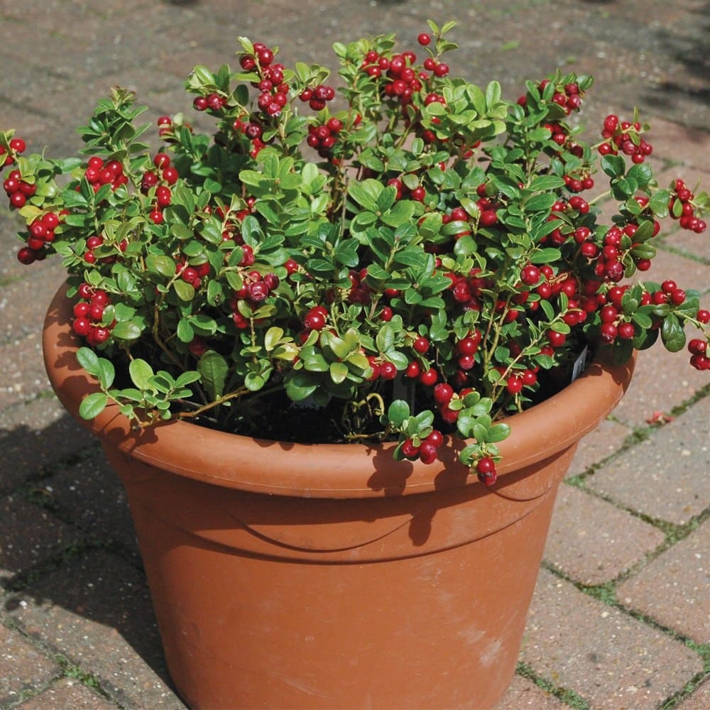growing Lingonberries in Container