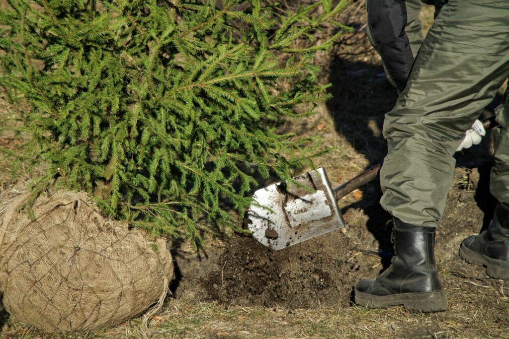 planting Christmas Tree outside
