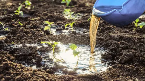 soil drenching with neem oil