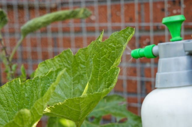 spraying horticultural oils