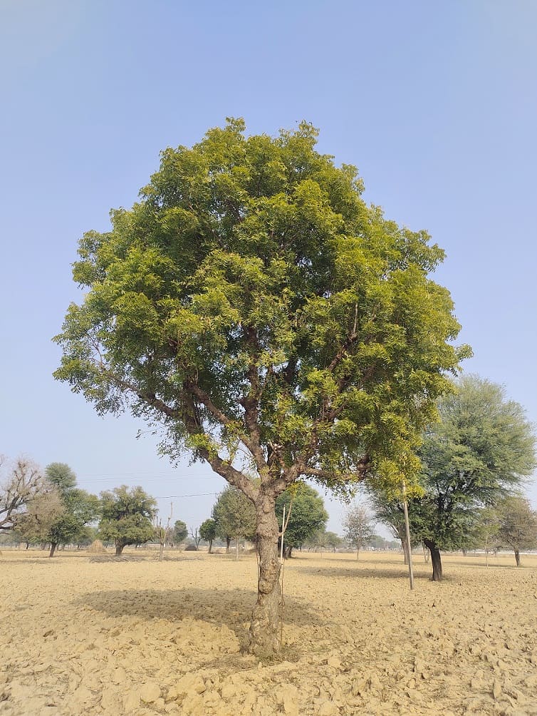 the neem tree (Azadirachta indica)