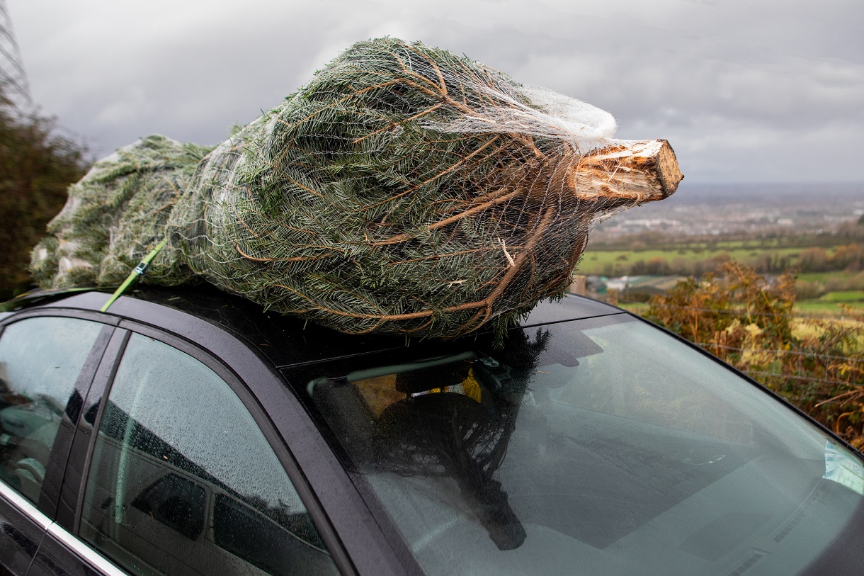 wrap your Christmas Tree