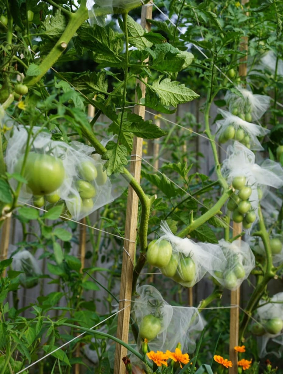 Add Layers as Plants Grow