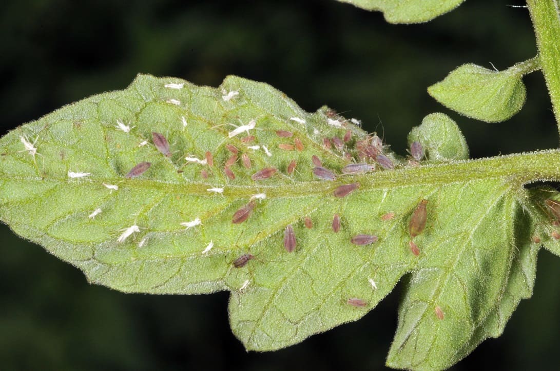 Aphids on tomato plant