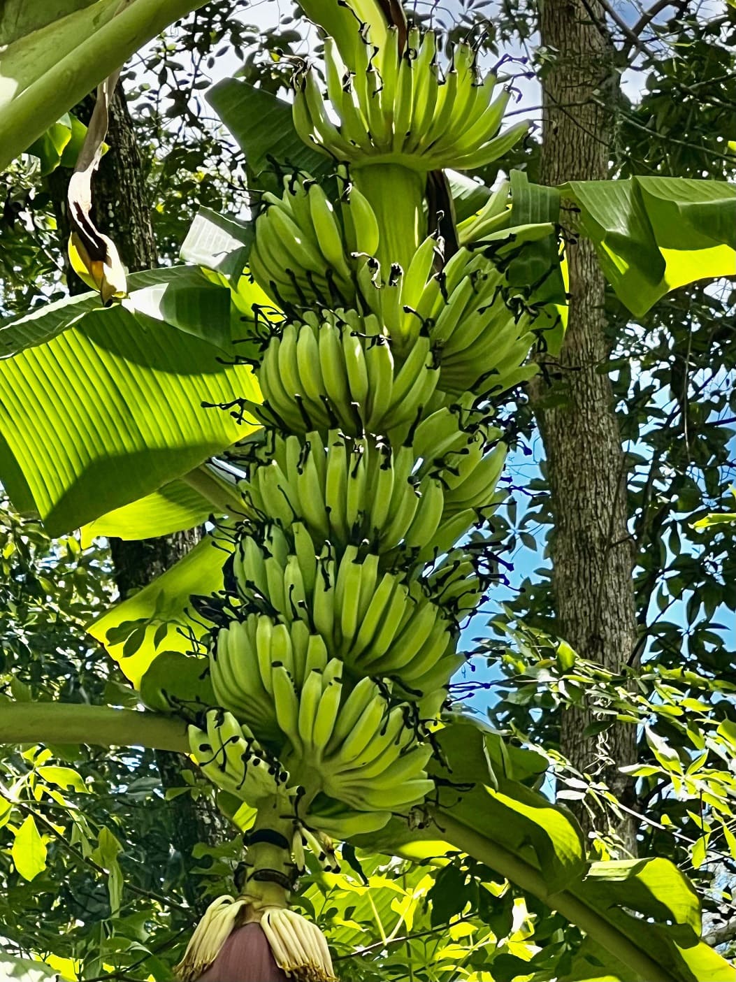 Banana bunch