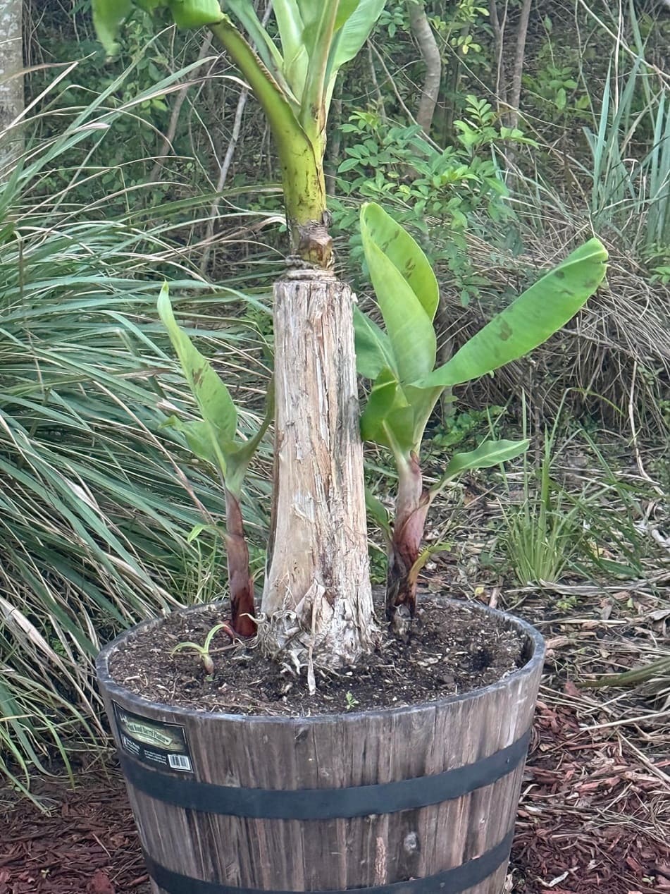 Banana suckers or pups