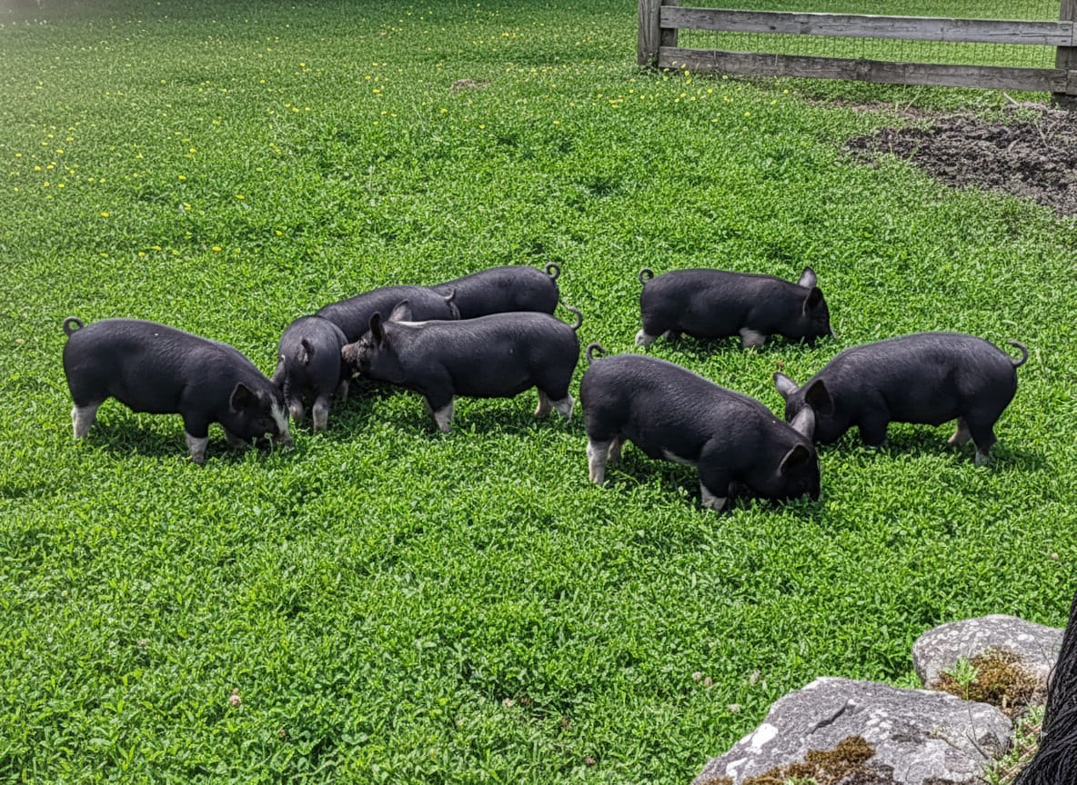 Berkshire Pigs foraging