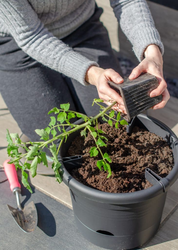 Prepare the seedling
