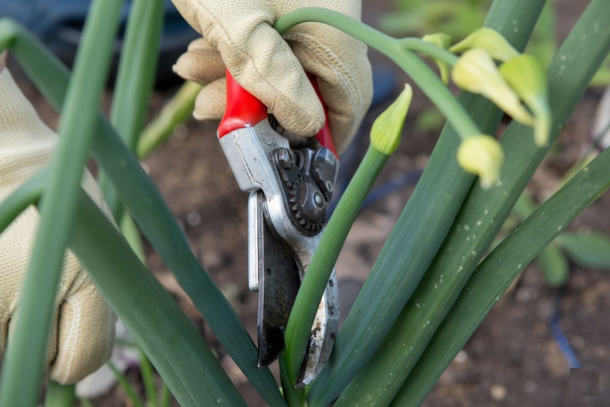 Cutting the onion Stalk