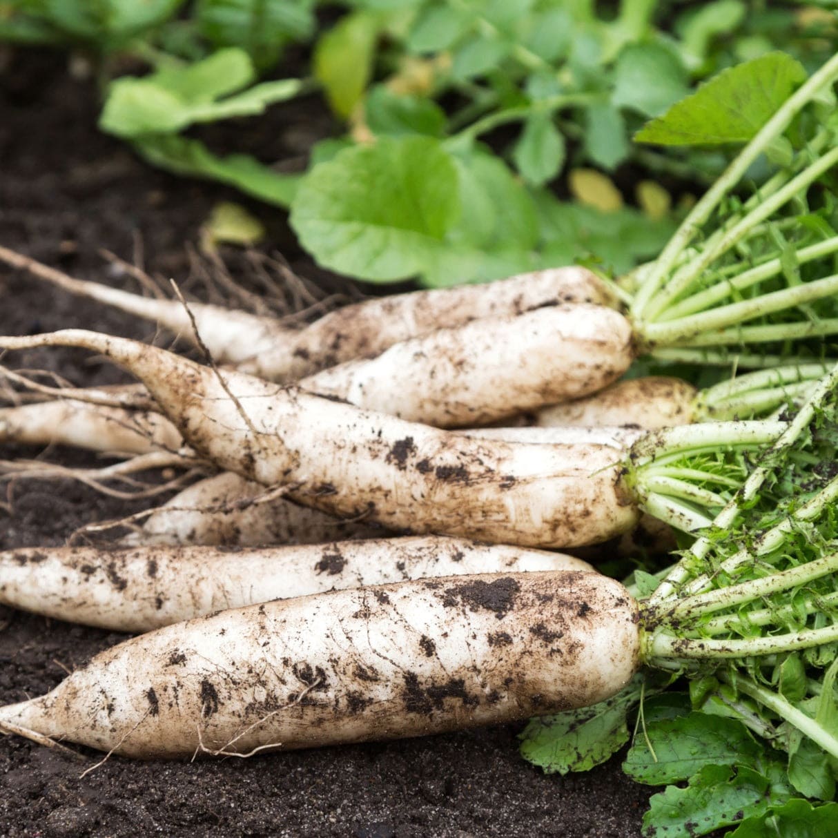 Daikon (Japanese Radish)