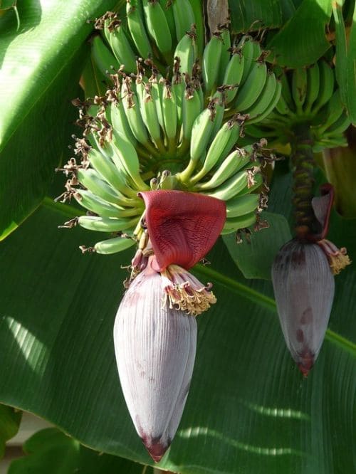 Each banana develops from a single flower