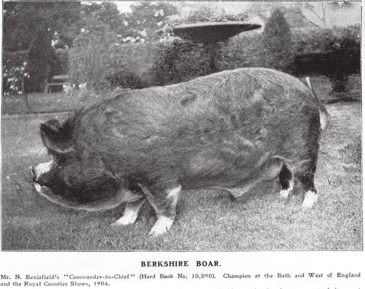Early Berkshire Pigs