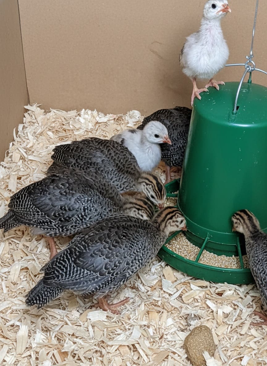 Feeding Keets