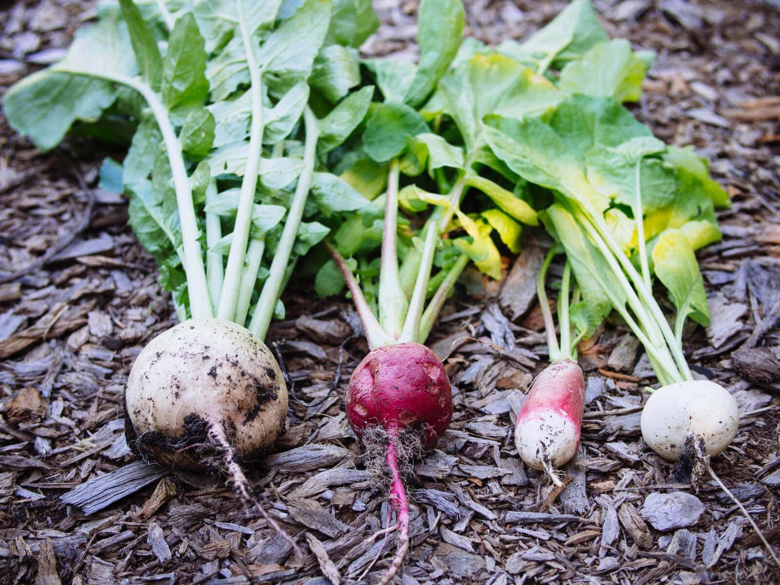 Harvesting Winter radishes