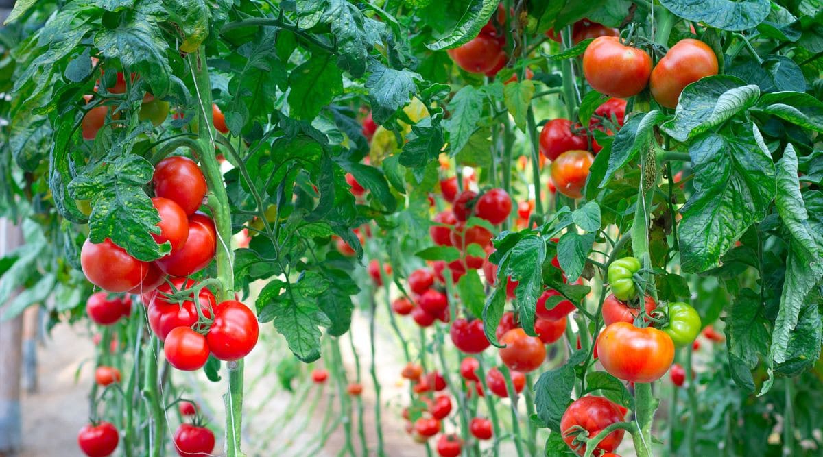 Indeterminate tomatoes