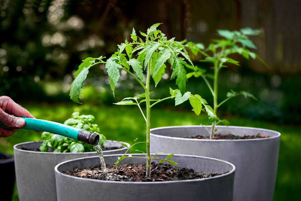 Initial watering tomatoes