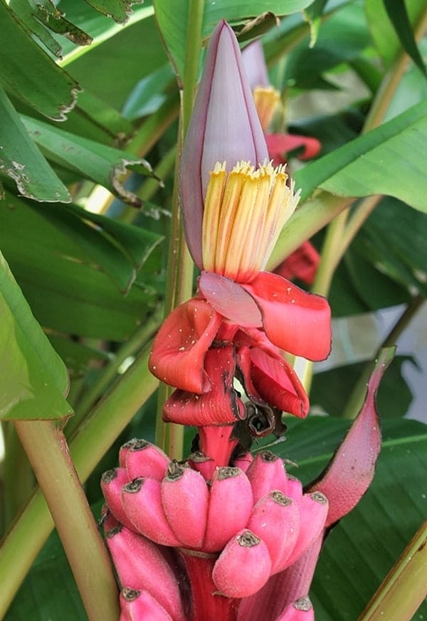 Musa velutina