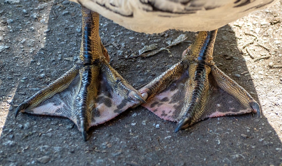 Muscovy feet