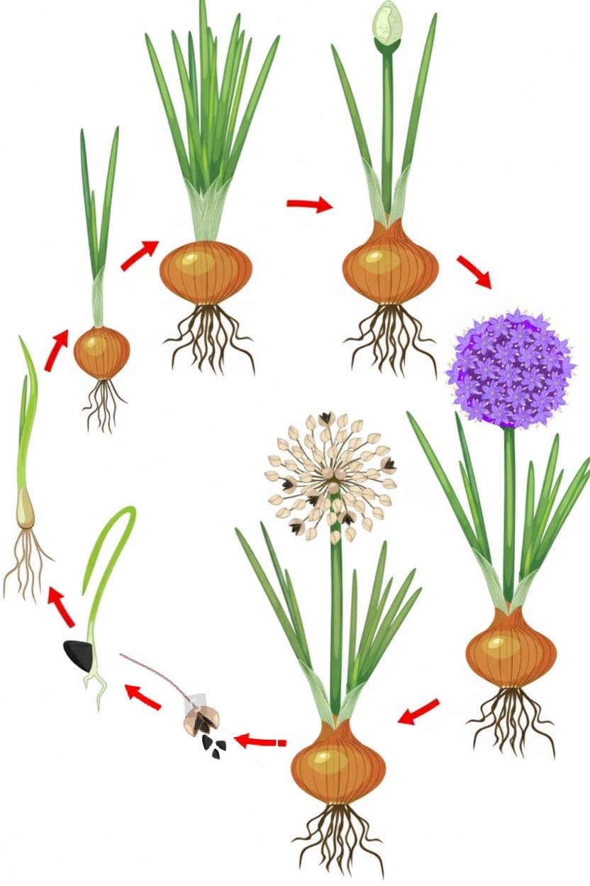 Natural Life Cycle of Onions