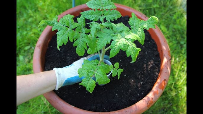 Plant and backfill tomatoes