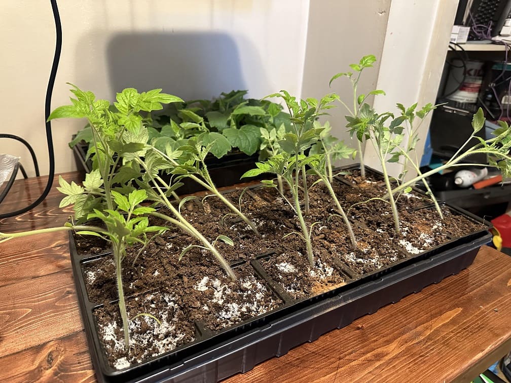 The Tomato Hardening-Off Process